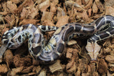 Piton de Cola Corta (Python Curtus) Macho ID R8-18 (Sangre)
