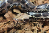 Piton de Cola Corta (Python Curtus) Macho ID R8-18 (Sangre)