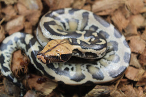 Piton de Cola Corta (Python Curtus) Hembra ID R8-19 (Sangre)