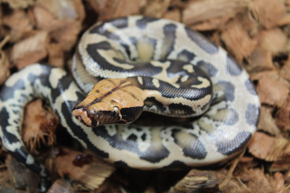Piton de Cola Corta (Python Curtus) Hembra ID R8-19 (Sangre)