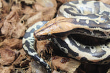 Piton de Cola Corta (Python Curtus) Hembra ID R8-19 (Sangre)