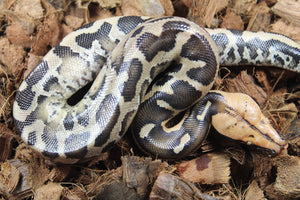 Piton de Cola Corta (Python Curtus) Hembra ID R9-10 (Sangre)