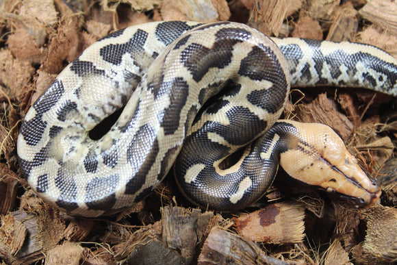 Piton de Cola Corta (Python Curtus) Hembra ID R9-10 (Sangre)