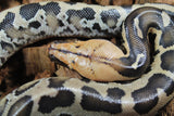 Piton de Cola Corta (Python Curtus) Hembra ID R9-10 (Sangre)