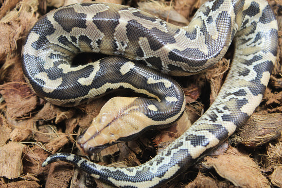 Piton de Cola Corta (Python Curtus) Hembra ID R9-12 (Sangre)