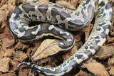 Piton de Cola Corta (Python Curtus) Hembra ID R9-12 (Sangre)
