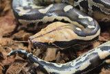 Piton de Cola Corta (Python Curtus) Hembra ID R9-12 (Sangre)