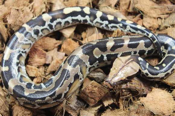 Piton de Cola Corta (Python Curtus) Macho ID R9-15 (Sangre)