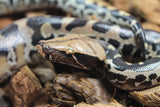Piton de Cola Corta (Python Curtus) Macho ID R9-15 (Sangre)