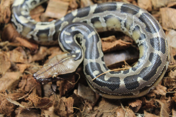 Piton de Cola Corta (Python Curtus) Macho ID R9-16 (Sangre)
