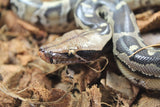 Piton de Cola Corta (Python Curtus) Macho ID R9-16 (Sangre)