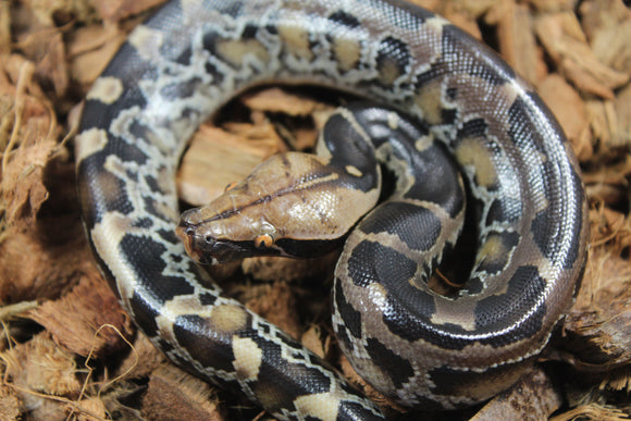 Piton de Cola Corta (Python Curtus) Hembra ID R10-09 (Sangre)