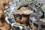 Piton de Cola Corta (Python Curtus) Hembra ID R10-09 (Sangre)