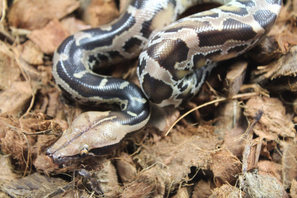 Piton de Cola Corta (Python Curtus) Macho ID R10-10 (Sangre)