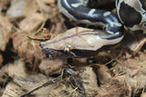 Piton de Cola Corta (Python Curtus) Macho ID R10-10 (Sangre)
