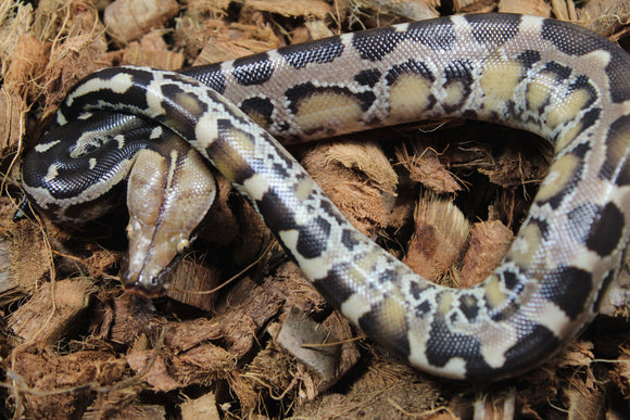 Piton de Cola Corta (Python Curtus) Hembra ID R10-12 (Sangre)