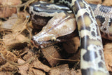 Piton de Cola Corta (Python Curtus) Hembra ID R10-12 (Sangre)