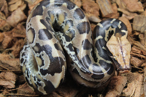 Piton de Cola Corta (Python Curtus) Macho ID R10-14 (Sangre)
