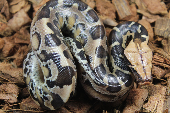 Piton de Cola Corta (Python Curtus) Macho ID R10-14 (Sangre)