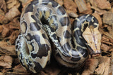 Piton de Cola Corta (Python Curtus) Macho ID R10-14 (Sangre)