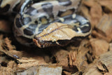 Piton de Cola Corta (Python Curtus) Macho ID R10-14 (Sangre)