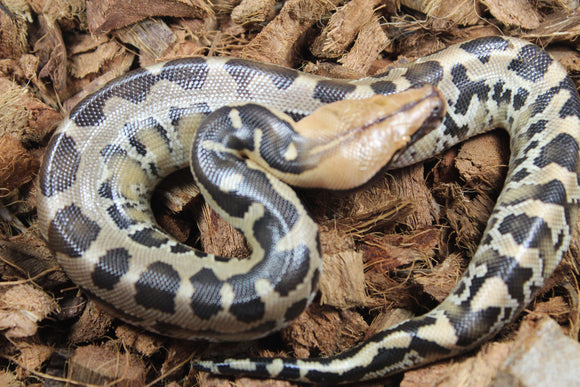 Piton de Cola Corta (Python Curtus) Hembra ID R10-16 (Sangre)
