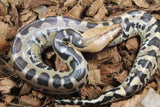 Piton de Cola Corta (Python Curtus) Hembra ID R10-16 (Sangre)