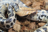 Piton de Cola Corta (Python Curtus) Hembra ID R10-16 (Sangre)