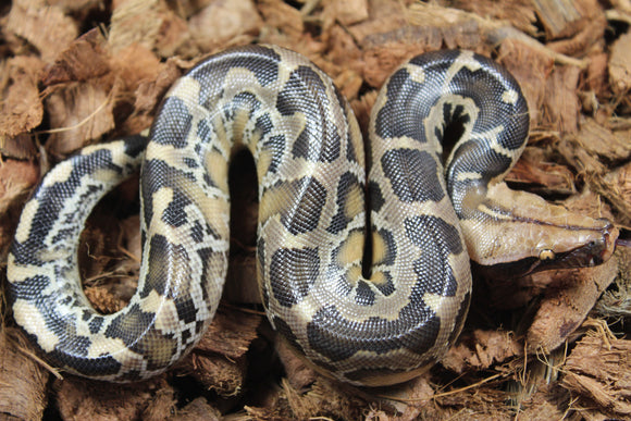 Piton de Cola Corta (Python Curtus) Macho ID R11-08 (Sangre)