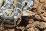 Piton de Cola Corta (Python Curtus) Macho ID R11-08 (Sangre)
