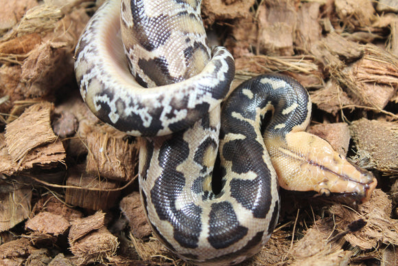 Piton de Cola Corta (Python Curtus) Macho ID R11-10 (Sangre)