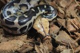 Piton de Cola Corta (Python Curtus) Macho ID R11-10 (Sangre)