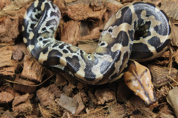 Piton de Cola Corta (Python Curtus) Hembra ID R11-13 (Sangre)