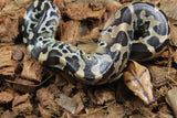 Piton de Cola Corta (Python Curtus) Hembra ID R11-13 (Sangre)