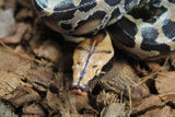 Piton de Cola Corta (Python Curtus) Hembra ID R11-13 (Sangre)