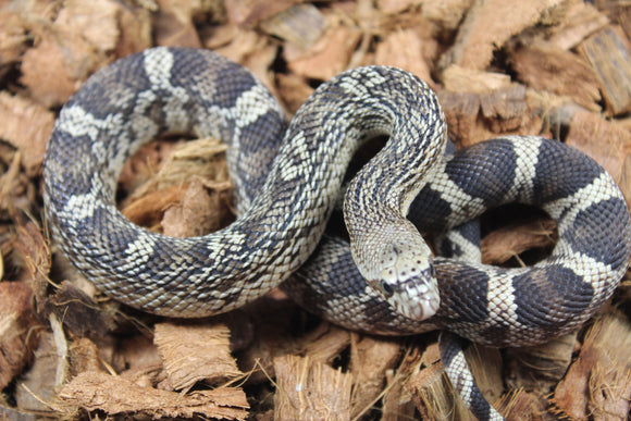 Serpiente de Pino de Florida (P. Melanoleuca) Hembra ID R2-03