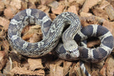 Serpiente de Pino de Florida (P. Melanoleuca) Hembra ID R2-03
