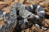 Serpiente de Pino de Florida (P. Melanoleuca) Hembra ID R2-03