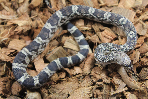 Serpiente de Pino de Florida (P. Melanoleuca) Macho ID R2-06
