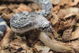 Serpiente de Pino de Florida (P. Melanoleuca) Macho ID R2-06