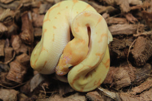 Piton Bola Banana Pinstripe Clown Macho ID R8-06