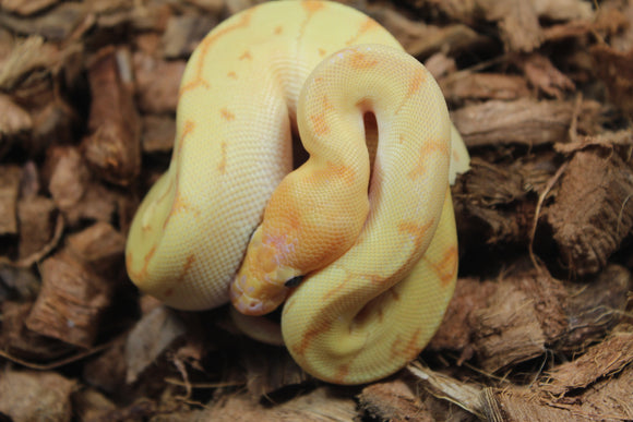 Piton Bola Banana Pinstripe Clown Macho ID R8-06