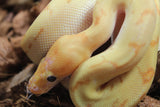 Piton Bola Banana Pinstripe Clown Macho ID R8-06