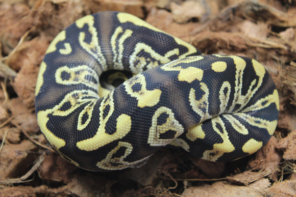 Piton Bola GHI Redstripe Spotnose Het Clown Hembra ID R8-05