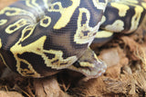 Piton Bola GHI Redstripe Spotnose Het Clown Hembra ID R8-05