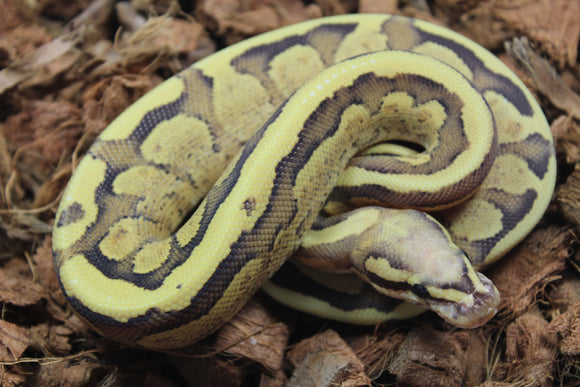 Piton Bola Vanilla Cream Hembra ID R7-06