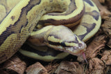 Piton Bola Vanilla Cream Hembra ID R7-06
