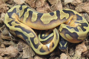 Piton Bola Enchi Pied Macho ID R7-07