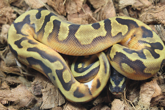 Piton Bola Enchi Pied Macho ID R7-07