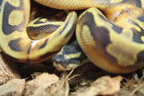 Piton Bola Enchi Pied Macho ID R7-07